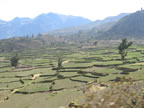 Inca Terracing